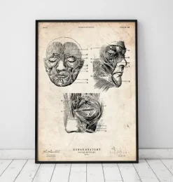 Gesichtsmuskeln III | Codex Anatomicus Fashion
