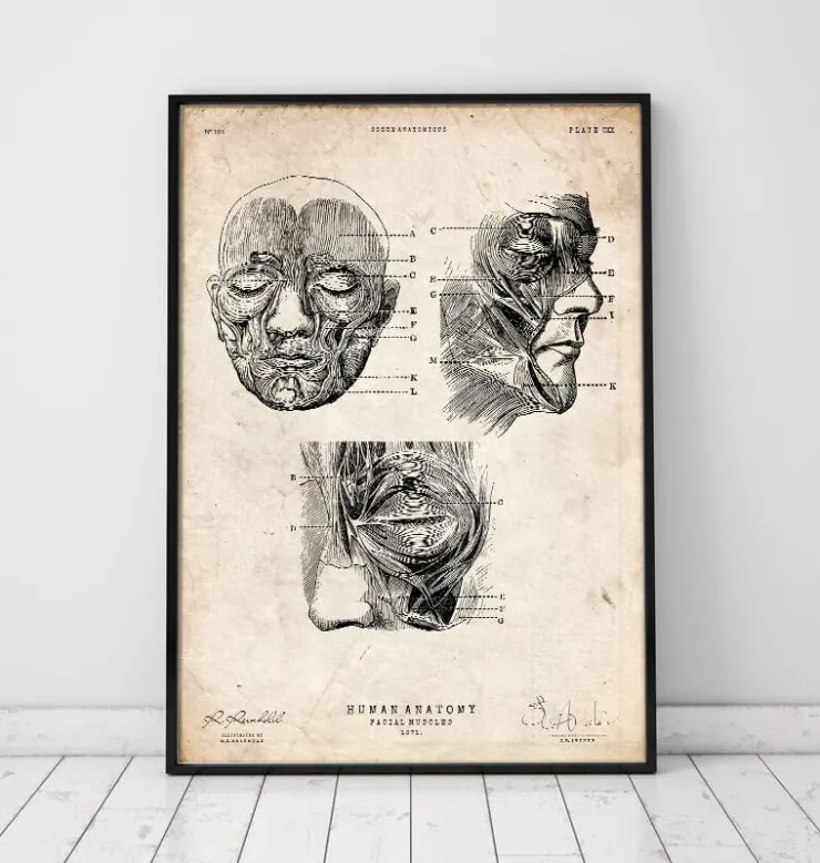 Gesichtsmuskeln III | Codex Anatomicus Fashion