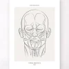 Gesichtsmuskulatur - Line-Art | Codex Anatomicus Discount