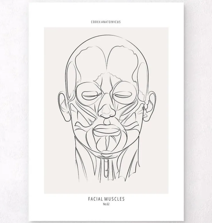 Gesichtsmuskulatur - Line-Art | Codex Anatomicus Discount