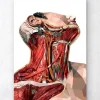 Hals Anatomie - Geometrisch | Codex Anatomicus Discount