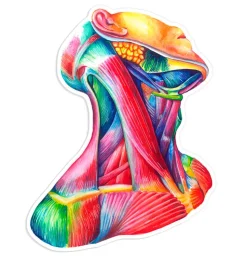 Hals Anatomie Aufkleber - Aquarell | Codex Anatomicus Sale