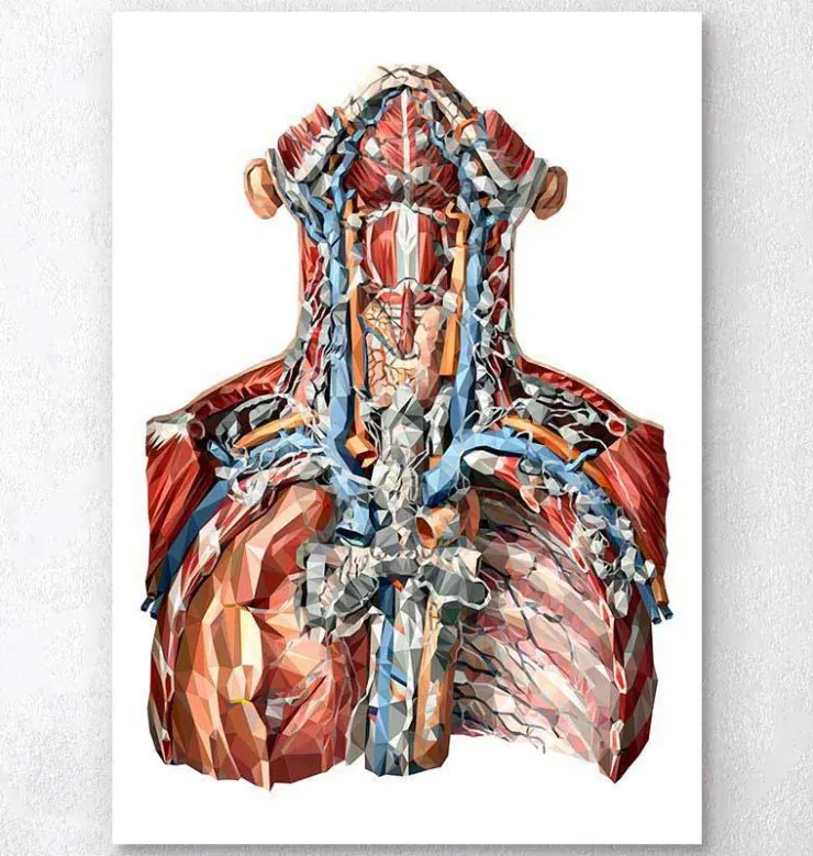 Halsarterien und Lymphsystem | Codex Anatomicus Sale