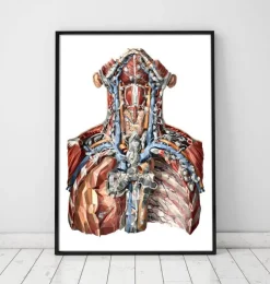 Halsarterien und Lymphsystem | Codex Anatomicus Sale