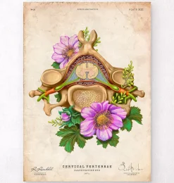 Halswirbel Anatomie - Floral - Vintage | Codex Anatomicus Hot