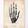 Hand Anatomie | Codex Anatomicus New