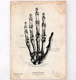 Hand Anatomie | Codex Anatomicus New