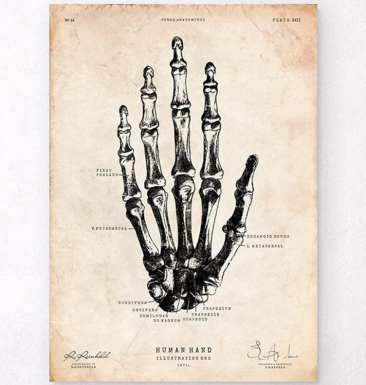 Hand Anatomie | Codex Anatomicus New