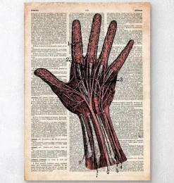 Hand Anatomie - Altes Wörterbuch | Codex Anatomicus Clearance