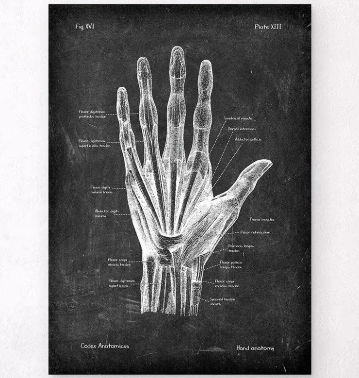 Hand Anatomie - Chalkboard | Codex Anatomicus New