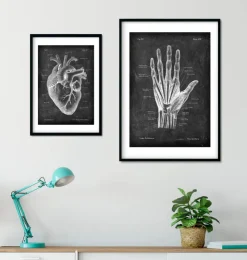 Hand Anatomie - Chalkboard | Codex Anatomicus New
