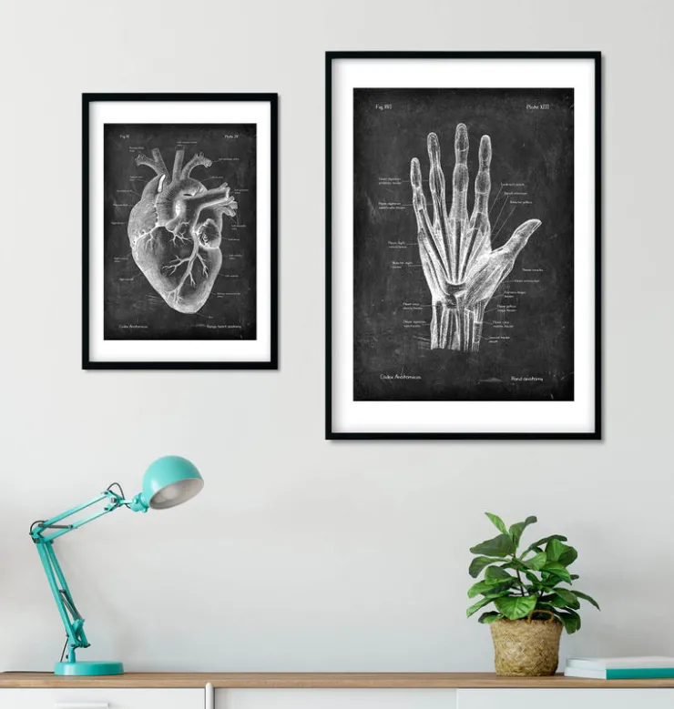 Hand Anatomie - Chalkboard | Codex Anatomicus New
