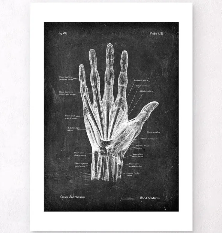 Hand Anatomie - Chalkboard | Codex Anatomicus New