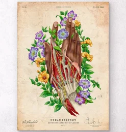 Hand Anatomie - Dunkle Haut | Codex Anatomicus Outlet