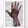 Hand Anatomie - Wörterbuch | Codex Anatomicus Sale
