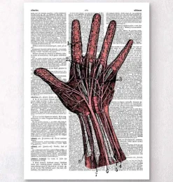 Hand Anatomie - Wörterbuch | Codex Anatomicus Sale