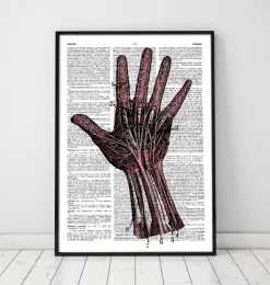 Hand Anatomie - Wörterbuch | Codex Anatomicus Sale