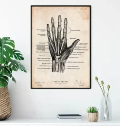 Hand Anatomie II | Codex Anatomicus Online