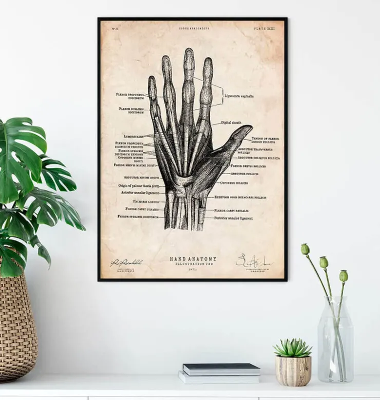 Hand Anatomie II | Codex Anatomicus Online