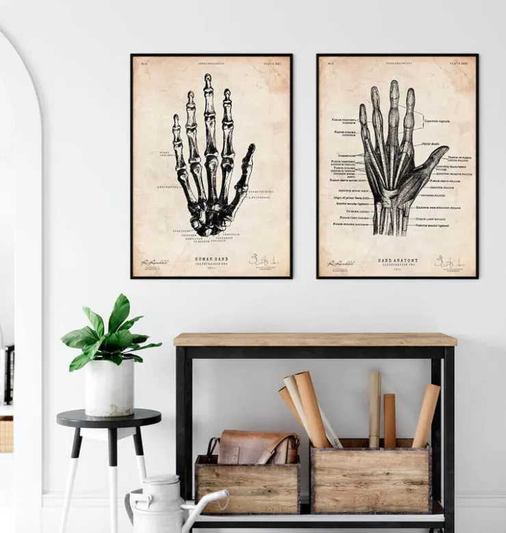 Hand Anatomie II | Codex Anatomicus Online