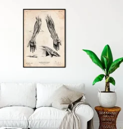 Hand Anatomie III | Codex Anatomicus Outlet
