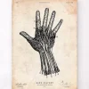 Hand Anatomie IV | Codex Anatomicus Clearance