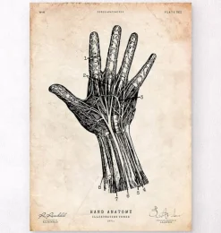 Hand Anatomie IV | Codex Anatomicus Clearance