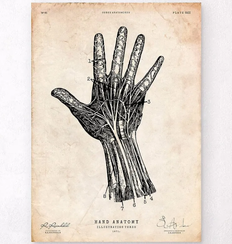 Hand Anatomie IV | Codex Anatomicus Clearance