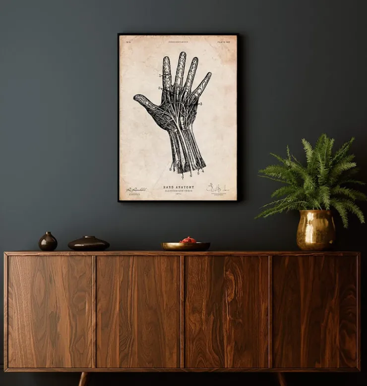 Hand Anatomie IV | Codex Anatomicus Clearance