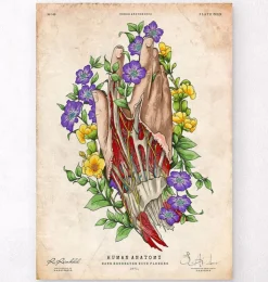 Hand anatomie kunst | Codex Anatomicus Outlet