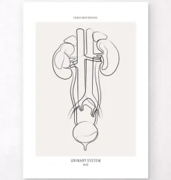 Harnsystems Anatomie - Line-Art | Codex Anatomicus Hot