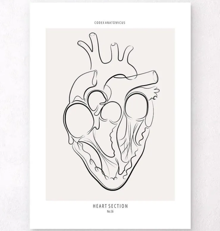 Herz Abschnitt - Line-Art | Codex Anatomicus Fashion