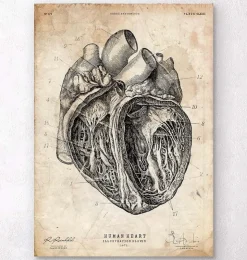 Herz Abschnitt Kunstdruck III | Codex Anatomicus Sale