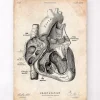 Herz Abschnitt Kunstdruck I | Codex Anatomicus Clearance
