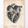 Herz Abschnitt Kunstdruck II | Codex Anatomicus Best