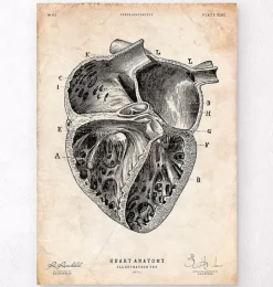 Herz Abschnitt Kunstdruck II | Codex Anatomicus Best