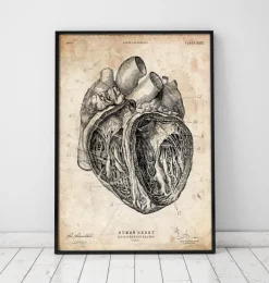 Herz Abschnitt Kunstdruck III | Codex Anatomicus Sale