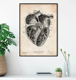 Herz Abschnitt Kunstdruck II | Codex Anatomicus Best