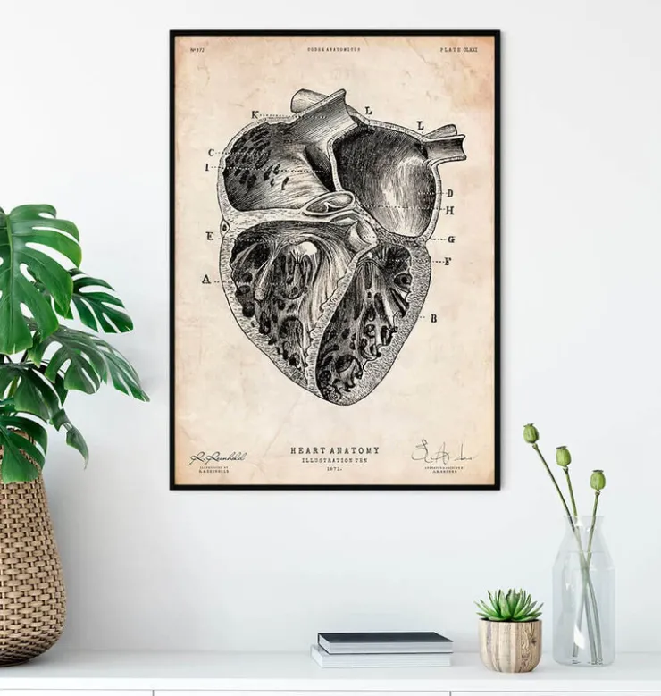 Herz Abschnitt Kunstdruck II | Codex Anatomicus Best