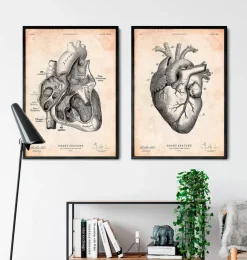 Herz Abschnitt Kunstdruck I | Codex Anatomicus Clearance