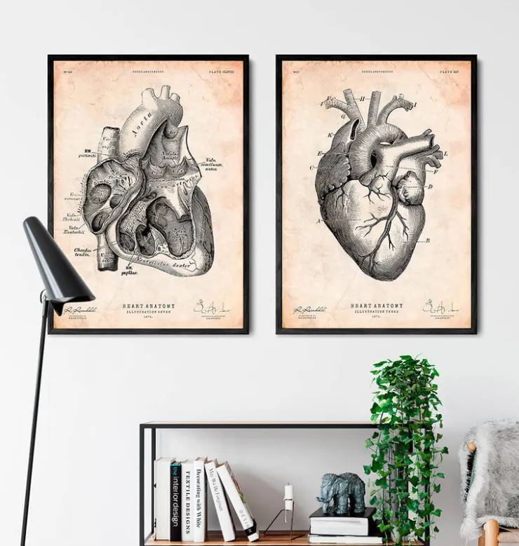 Herz Abschnitt Kunstdruck I | Codex Anatomicus Clearance