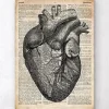 Herz Anatomie - Altes Wörterbuch | Codex Anatomicus Online