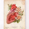 Herz Anatomie - Floral - Altes Papier | Codex Anatomicus New