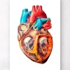 Herz Anatomie - Geometrisch | Codex Anatomicus Clearance
