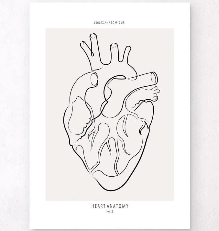 Herz Anatomie - Line-Art | Codex Anatomicus Hot