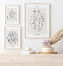 Herz Anatomie - Line-Art | Codex Anatomicus Hot