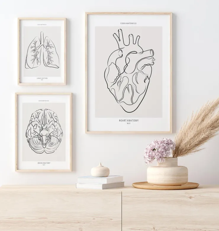 Herz Anatomie - Line-Art | Codex Anatomicus Hot