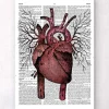 Herz Anatomie - Wörterbuch | Codex Anatomicus Outlet