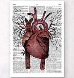Herz Anatomie - Wörterbuch | Codex Anatomicus Outlet