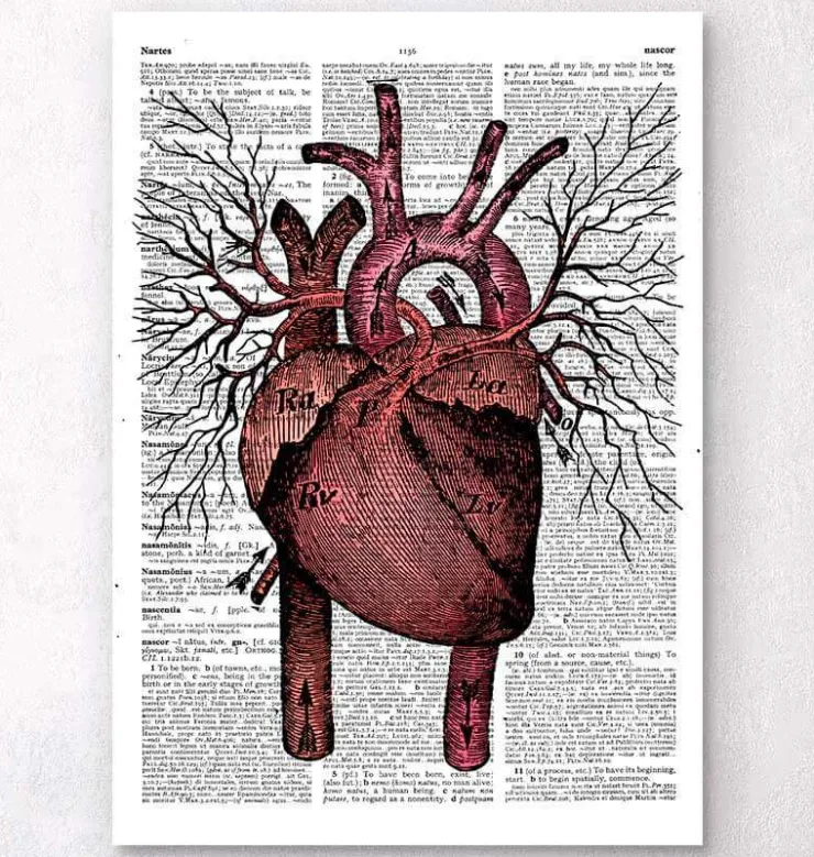 Herz Anatomie - Wörterbuch | Codex Anatomicus Outlet